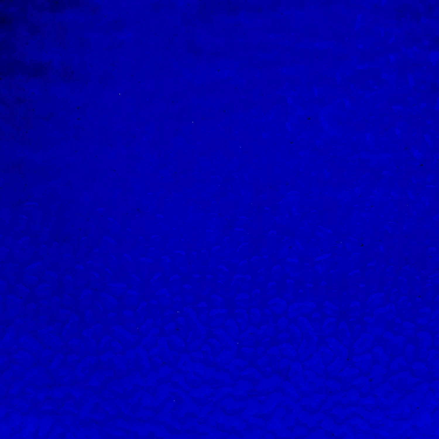 English Muffle Majesty Blue - Image 7