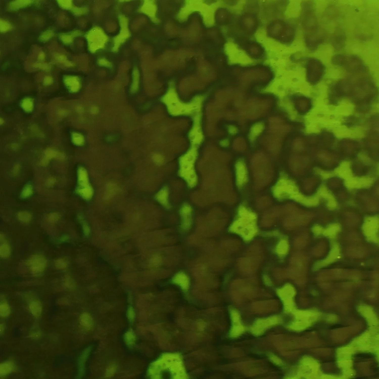 Youghiogheny Emerald Green Opal Mottle - Image 8