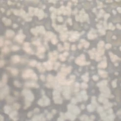 Youghiogheny White Mottle