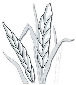 Harvest Grain Clear Bevel Cluster - Image 3